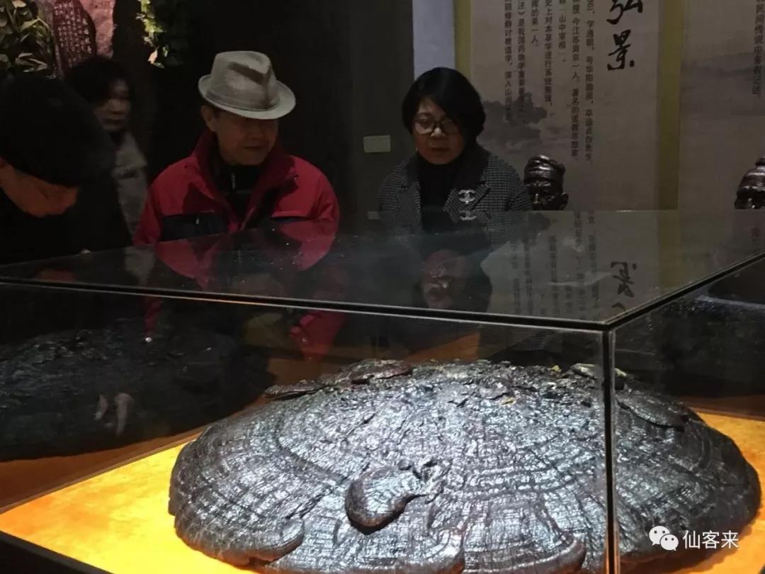 中國靈芝十大品牌|仙客來靈芝|仙客來靈芝破壁孢子粉|仙客來孢子油|仙客來靈芝飲片|仙客來破壁孢子粉|仙客來靈芝中藥飲片|馳名商標(biāo)|www.kingscourtnursery.com|