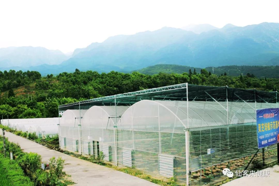 中國靈芝十大品牌|仙客來靈芝|仙客來靈芝破壁孢子粉|仙客來孢子油|仙客來靈芝飲片|仙客來破壁孢子粉|仙客來靈芝中藥飲片|馳名商標|www.kingscourtnursery.com|