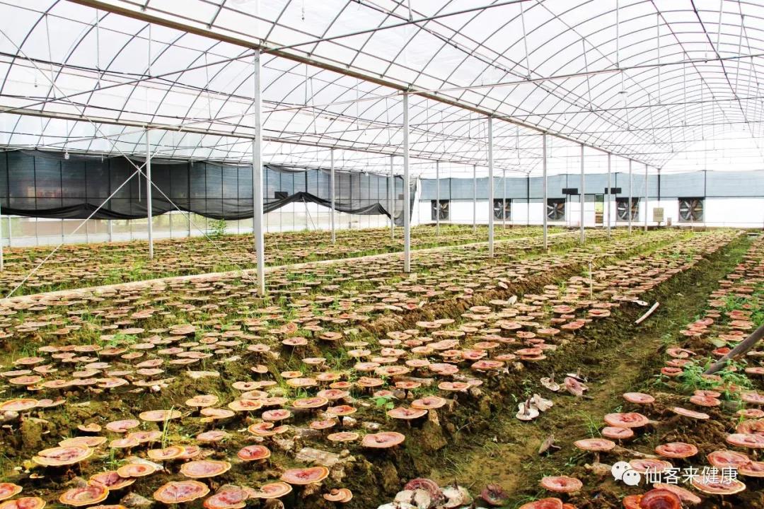 中國靈芝十大品牌|仙客來靈芝|仙客來靈芝破壁孢子粉|仙客來孢子油|仙客來靈芝飲片|仙客來破壁孢子粉|仙客來靈芝中藥飲片|馳名商標|www.kingscourtnursery.com|