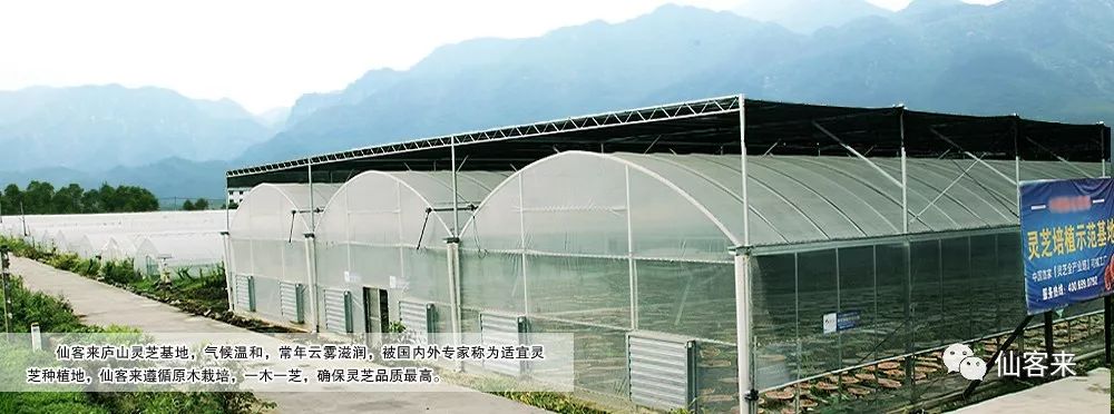 杭州亞運(yùn)會官方靈芝產(chǎn)品供應(yīng)商|杭州亞運(yùn)會官方供應(yīng)商|中國靈芝十大品牌|仙客來靈芝|仙客來靈芝破壁孢子粉|仙客來孢子油|仙客來靈芝飲片|仙客來破壁孢子粉|靈芝孢子油|孢子粉|靈芝破壁孢子粉|靈芝|中華老字號