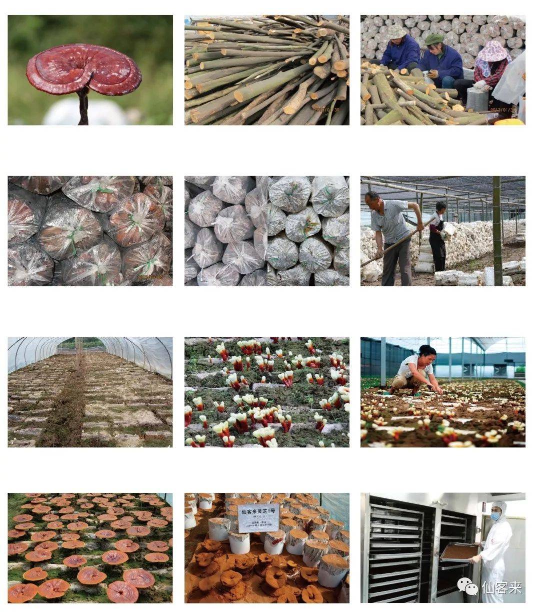 中國靈芝十大品牌|仙客來靈芝|仙客來靈芝破壁孢子粉|仙客來孢子油|仙客來靈芝飲片|仙客來破壁孢子粉|仙客來靈芝中藥飲片|馳名商標|www.kingscourtnursery.com|