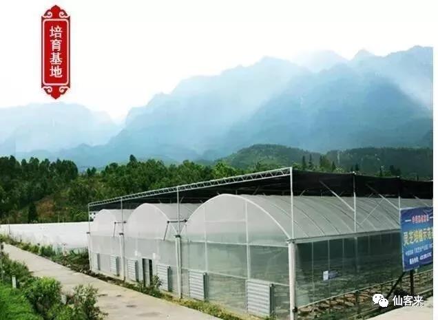 中國靈芝十大品牌|仙客來靈芝|仙客來靈芝破壁孢子粉|仙客來孢子油|仙客來靈芝飲片|仙客來破壁孢子粉|仙客來靈芝中藥飲片|馳名商標(biāo)|www.kingscourtnursery.com|