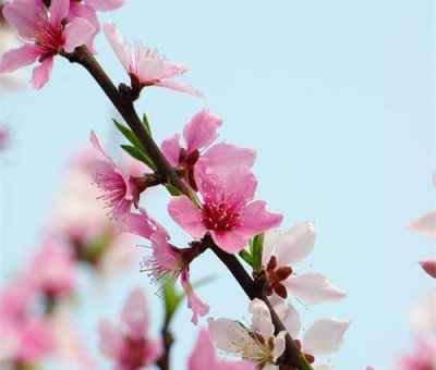 清明小長(zhǎng)假謹(jǐn)防疫情！健康長(zhǎng)壽請(qǐng)謹(jǐn)記這“三個(gè)字”