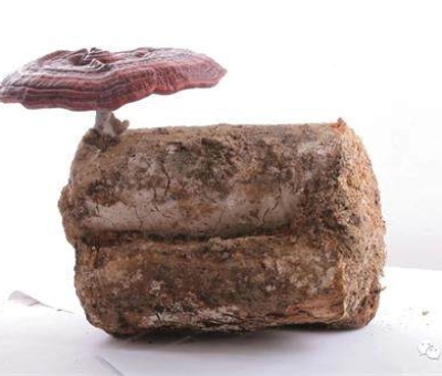 2020全國兩會特別報(bào)道：關(guān)于新冠疫情，看名醫(yī)、人大代表和政協(xié)委員如何說？