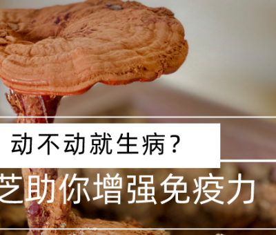 靈芝，預(yù)防您夏季上“火”
