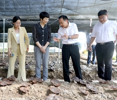 江西省委常委、宣傳部部長盧小青深入廬山市通書院村靈芝基地調(diào)研