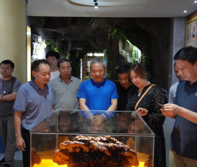 中國(guó)中藥協(xié)會(huì)領(lǐng)導(dǎo)一行參訪(fǎng)仙客來(lái)靈芝